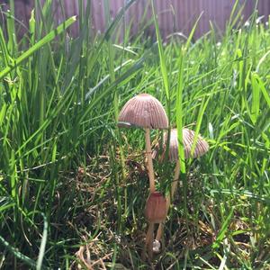 GearyMushroom