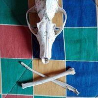 Mizar_Torrijo Salesa