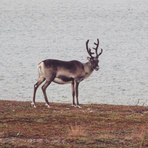 Der_Katastrophenschutz_Bus