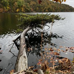 naturesnovelties1023