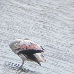 Nathalie Montandon Weber