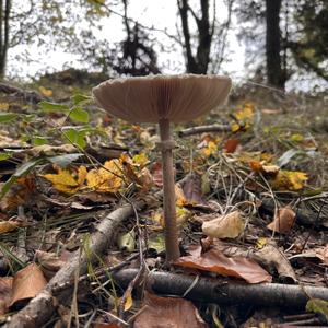 Kreppenpilz
