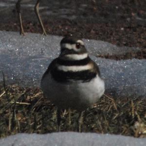 SylvainDo