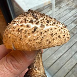 magshroom