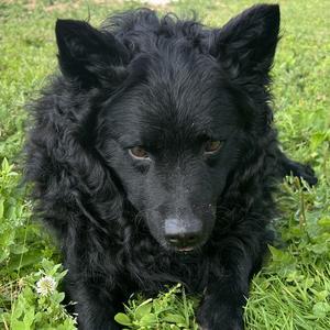 Gwendal Galesne-Herceg