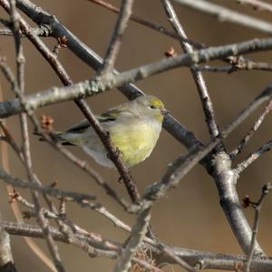 Alpine Citril Finch