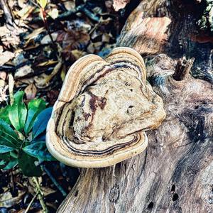 Turkey-tail