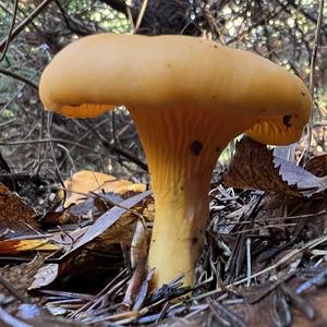 Chanterelle, Common