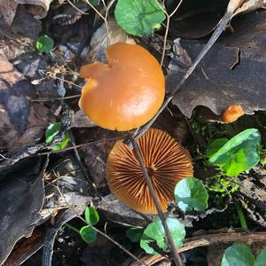 Deadly Galerina