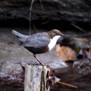White-throated Dipper