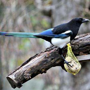 Black-billed Magpie