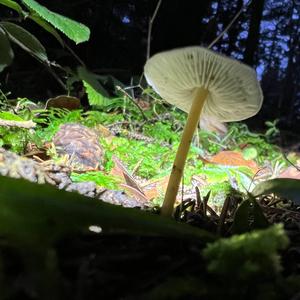 Spruce-cone Toadstool
