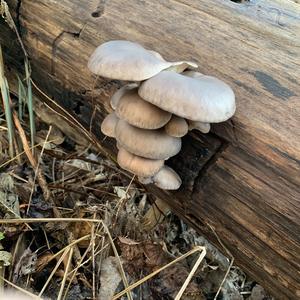 Oyster Mushroom