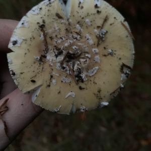 Gemmed Amanita