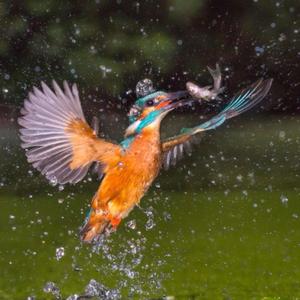 Common Kingfisher