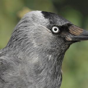 Unknown Species