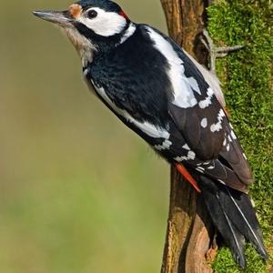 Great Spotted Woodpecker