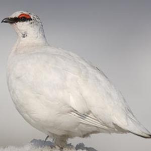 Alpenschneehuhn