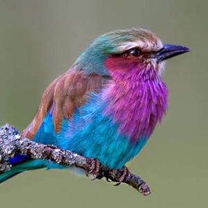 Unknown Species