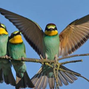 European Bee-eater