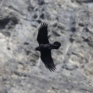 Common Raven
