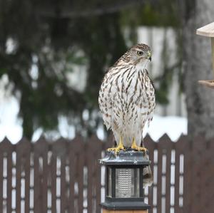 Cooper's Hawk