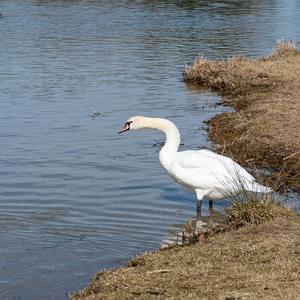 Mute Swan