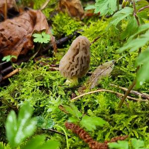 Black Morel
