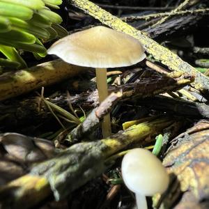 Spruce-cone Toadstool