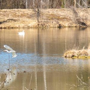 Grey Heron