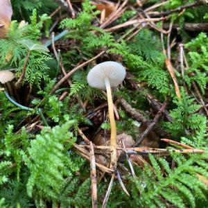 Spruce-cone Toadstool