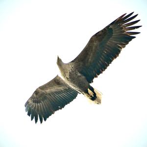 White-tailed Eagle