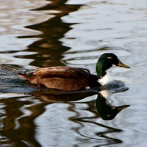 Stockente