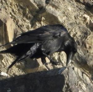 Common Raven