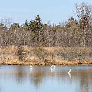 Great Egret