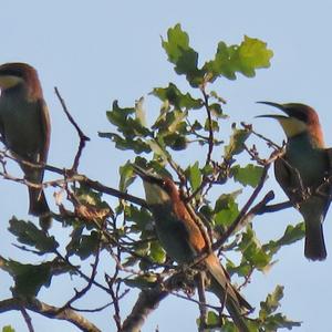 European Bee-eater