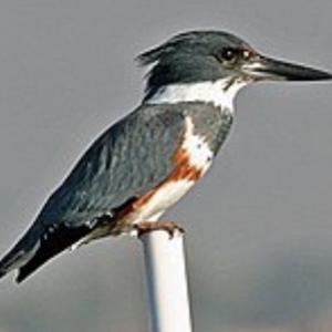 Unknown Species