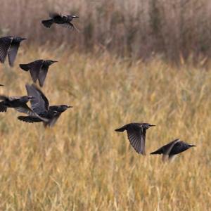Common Starling