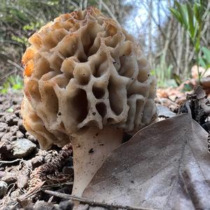 Yellow Morel