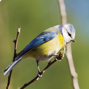 Blaumeise