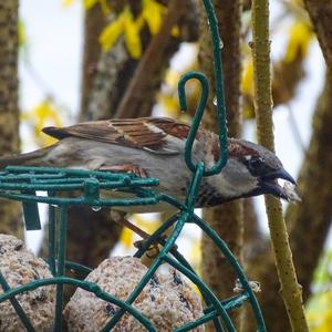 House Sparrow