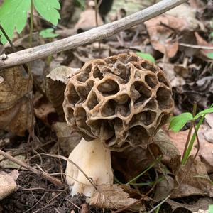 Yellow Morel