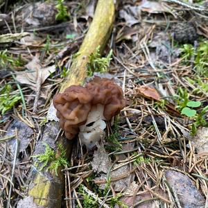 Conifer False Morel