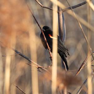 Red-winged Blackbird