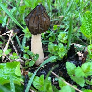 Half-free Morel