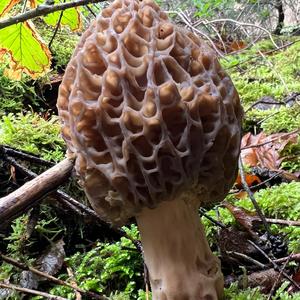 Black Morel