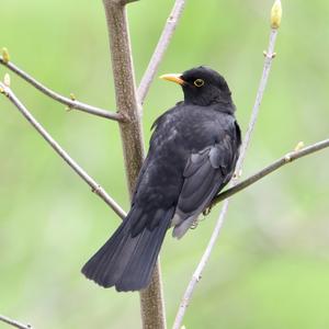 Amsel