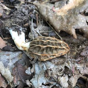 Yellow Morel