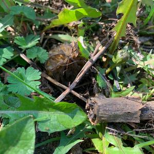 Half-free Morel