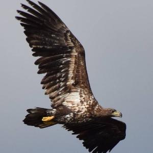 White-tailed Eagle